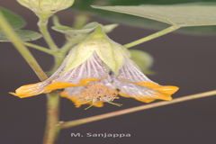 Abutilon ranadei